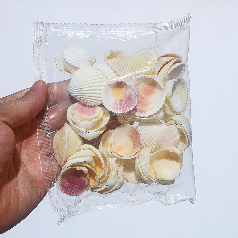 Concha Daquan natural con cera de pescado, materiales decorativos mediterráneos DIY al por mayor