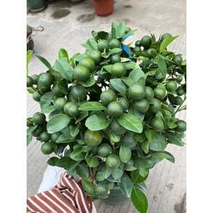 ����ֱ����������ӿ����^�pʳ�������մ�������