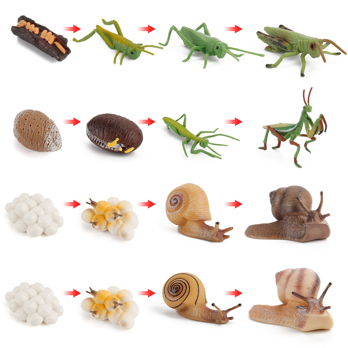 Simulación de exportación transfronteriza de insectos modelo de ciclo de crecimiento animal mariposa abeja Caracol Rana escorpión adornos cognitivos