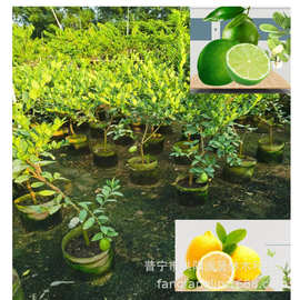 各个规格台湾四季香水柠檬盆栽树苗柠檬树带花果绿植盆栽室内阳台