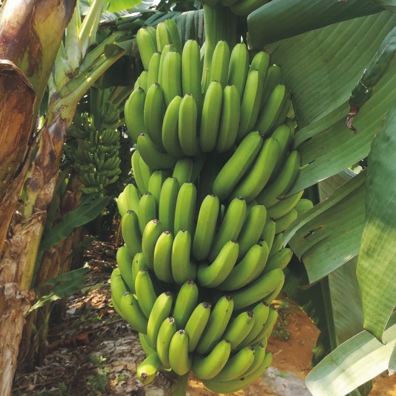 香蕉广西新鲜新鲜厂家直新鲜水果热带水果鲜蕉发货速卖通一件代发|ms