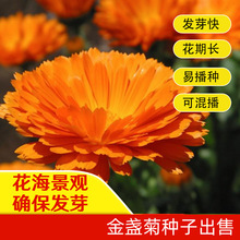 金盏菊种子金盏花种子四季易种花种子长生菊花海易种盆栽耐寒耐阴