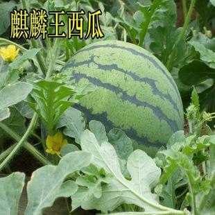 �Нh�����������紺�t�����ϷN��Ƥ��ȿ�tС���ϷN�ѽ�t�����ϷN