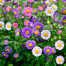 շNͥԺ̨_⻨N׻NѴ󻨺BĻN