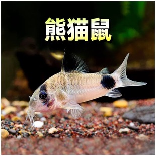 ��؈���~���w�����~�������~�ח��~�坍�~�Ꭷ�^�p�~�����坍�~