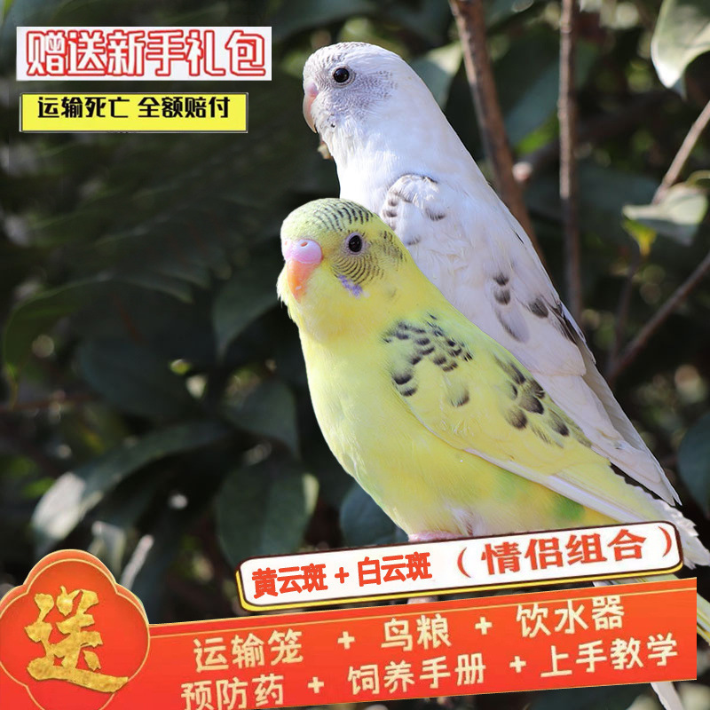 흰구름반점 + 노란구름반점 (바오설화) 커플매칭