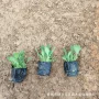 优惠公园基地多年生苗圃