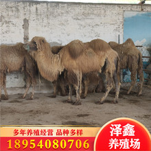 出售景区观赏骆驼价格 骆驼养殖 纯白色骆驼哪里有卖双峰骑乘骆驼