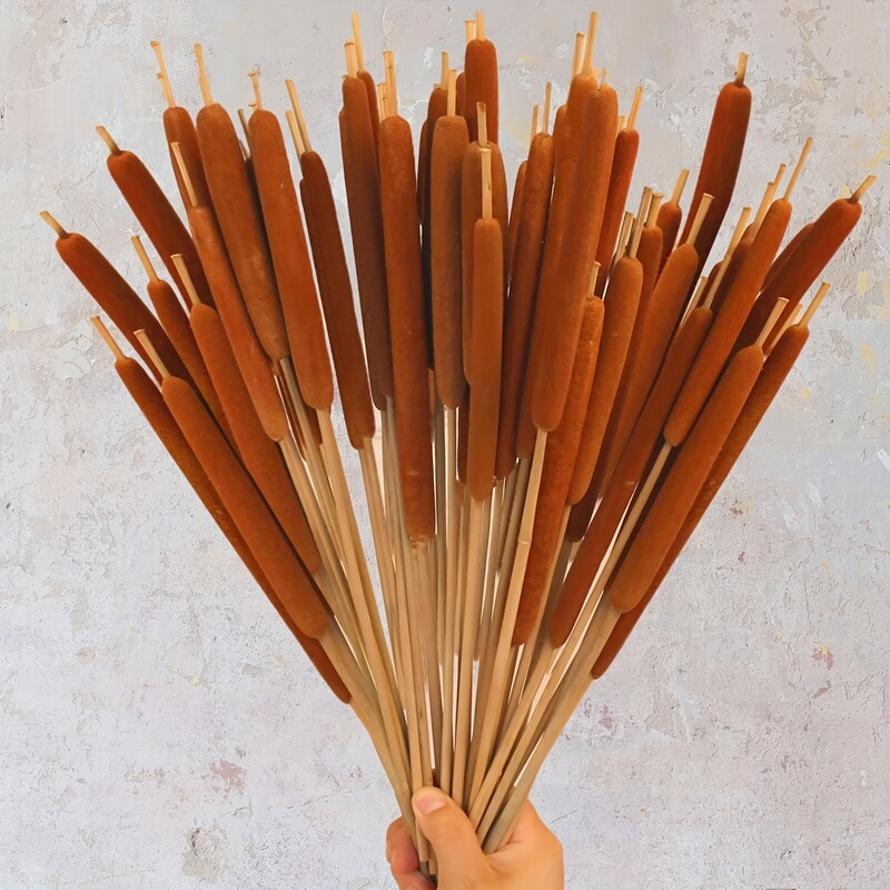 Natural Cattails, Real Flowers, Dried Cattails, Flower Arrangements, Floral Art Decorations, Home Decorations, Photography Props