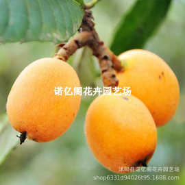 台农1号大果甜枇杷苗台湾枇杷树苗新品果大味浓甜早产高产果树苗
