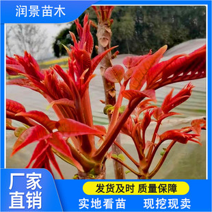Four-Season Planting of Red Oil Fragrant Camphor Seedlings, Picked in the Same Year, High Nutritional Value, Dwarf Red Oil Fragrant Camphor Seedlings Wholesale