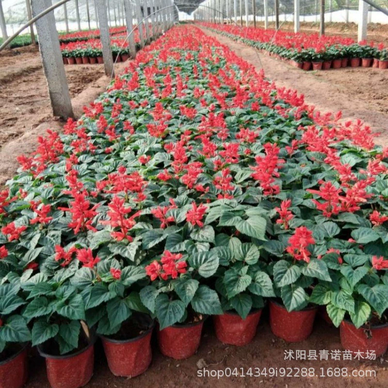 Поставляем недавно собранные семена цветов года, семена трав цветов, строку семян Красной капусты, семена водных растений