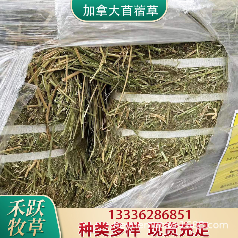 Canadian Alfalfa Grass Port Spot Zoo Cattle, Sheep, Horses, Poultry and Livestock Plant-Based Feed with High Protein Content
