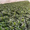 wholesale Rhododendron Seedlings gardens green Residential quarters Scenery flowers and plants Rhododendron Belgium Base price