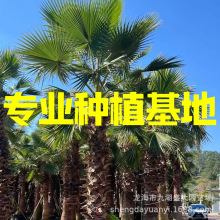上海华棕价格 江苏华盛顿棕榈 河南华盛顿葵老人葵浙江老人葵价格