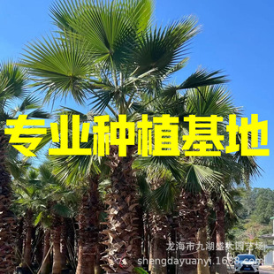 Shanghai Huazhang Price Jiangsu Washington Palm Henan Washington Sunflower Old Man Sunflower Zhejiang Old Man Sunflower Price