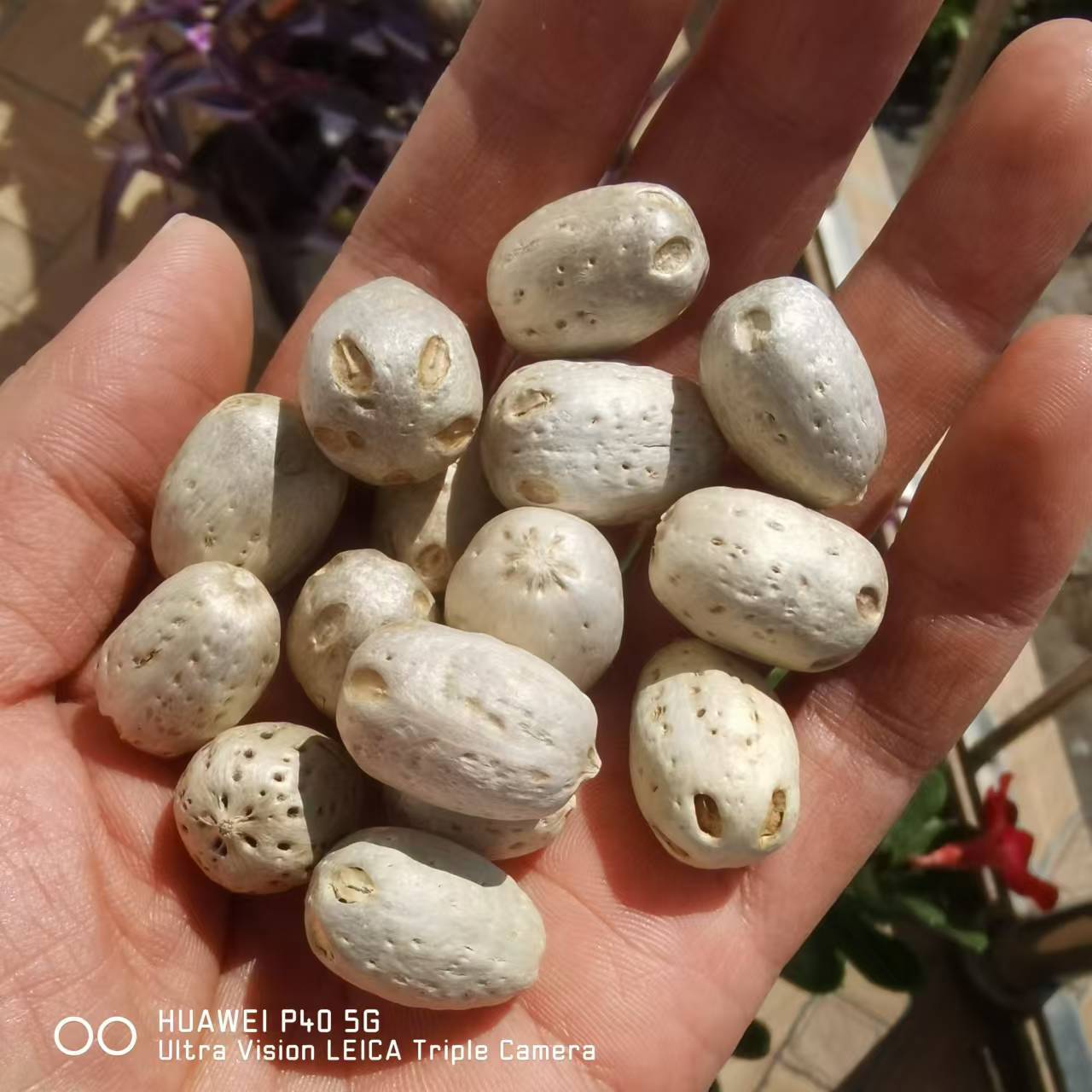 Polished natural five-eyed six-pass Bodhi loose beads wholesale Buddhist beads jewelry factory source
