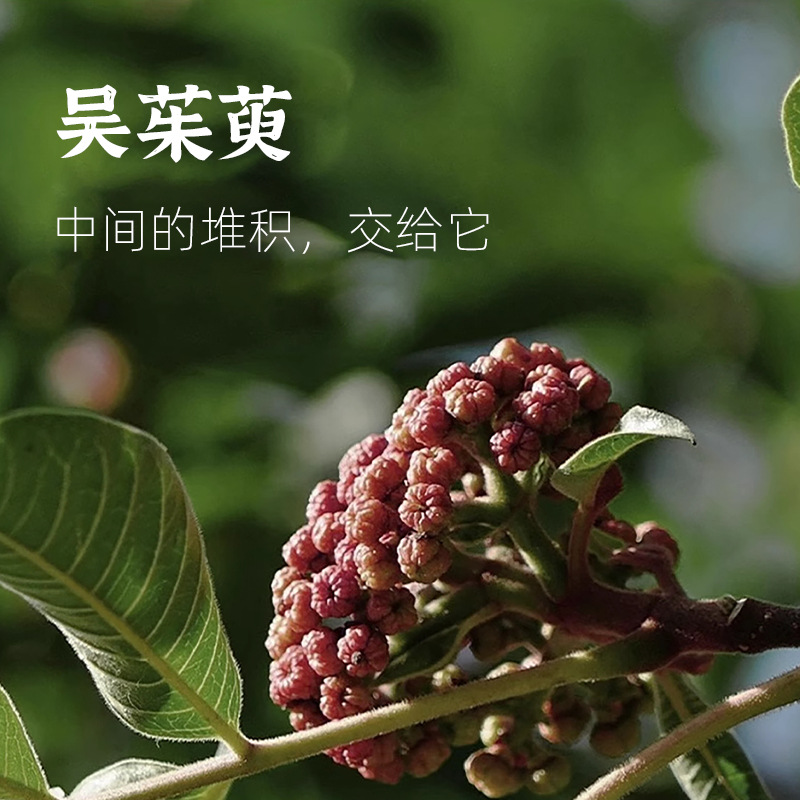 Pegatinas para pies de Evodia Old Beijing, caliente superior y frío, pegatinas para puntos de acupuntura de pies, ajenjo, polvo de Evodia, canela, punto de Yuanyuan Yongquan