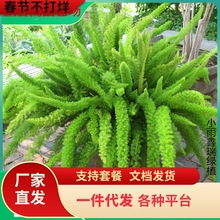 一件代发狐尾天门冬四季常绿盆栽花卉阳台庭院植物耐寒耐热多年生