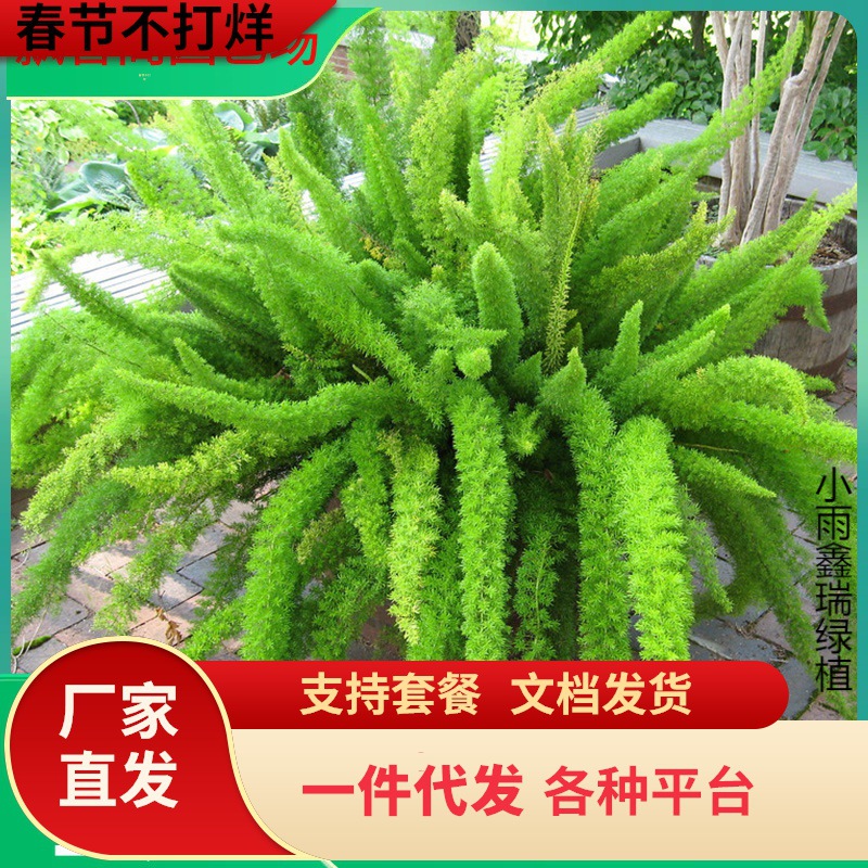 一件代发狐尾天门冬四季常绿盆栽花卉阳台庭院植物耐寒耐热多年生