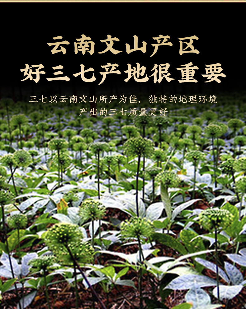 San Qi Powder (Panax notoginseng) — Yunnan Wenshan Spring Root Herbal Powder, 100g Jar key features
