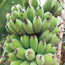 苹果粉蕉新鲜香蕉当季新鲜水果热带水果现采摘整箱批发厂一件批发