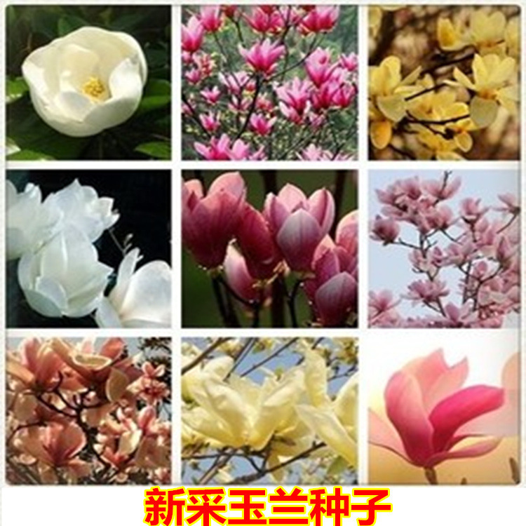 跨境小包种子玉兰花种子红玉兰白玉兰种子广玉兰黄玉兰紫玉兰花辛