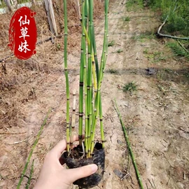 宿根花卉;一二年生花卉;灌木