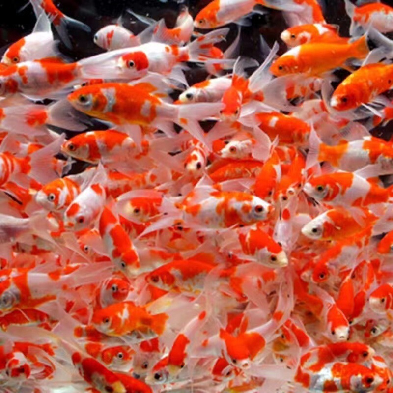 観賞魚、黄色の鯉、金魚、活魚、鯉、冷水魚、小型の淡水魚、飼育しやすい、耐久性のある黒鯉|undefined