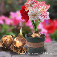 供应荷兰重瓣朱顶红种球大球 国产朱顶红球根 对子莲特大球径室内