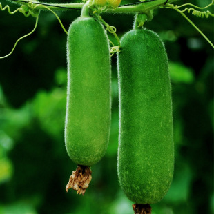 С���ϷN��һ���ë�������ļ��߮a���ϷN���r����@�˵��߲˷N��