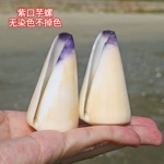 天然海螺贝壳紫口少女芋螺收藏标本鱼缸造景水族家居科普摆件