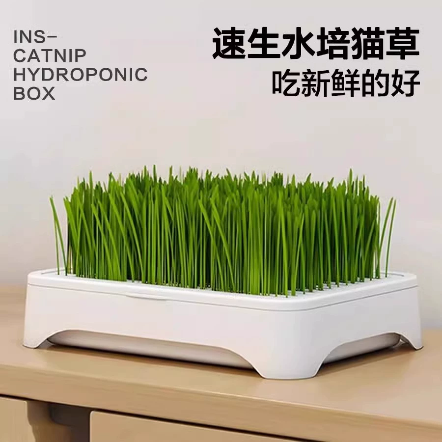 Безпочвная гидропонная кошачья трава в горшках без шерсти