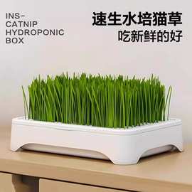 无土水培猫草盆栽去化毛球懒人种植猫草种子育苗盘化毛草宠物用品