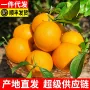 赣南江西新鲜孕妇脐橙