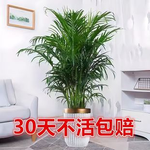 ļڸFҬӴ;Gֲ҃ȿ͏dkҺB辰