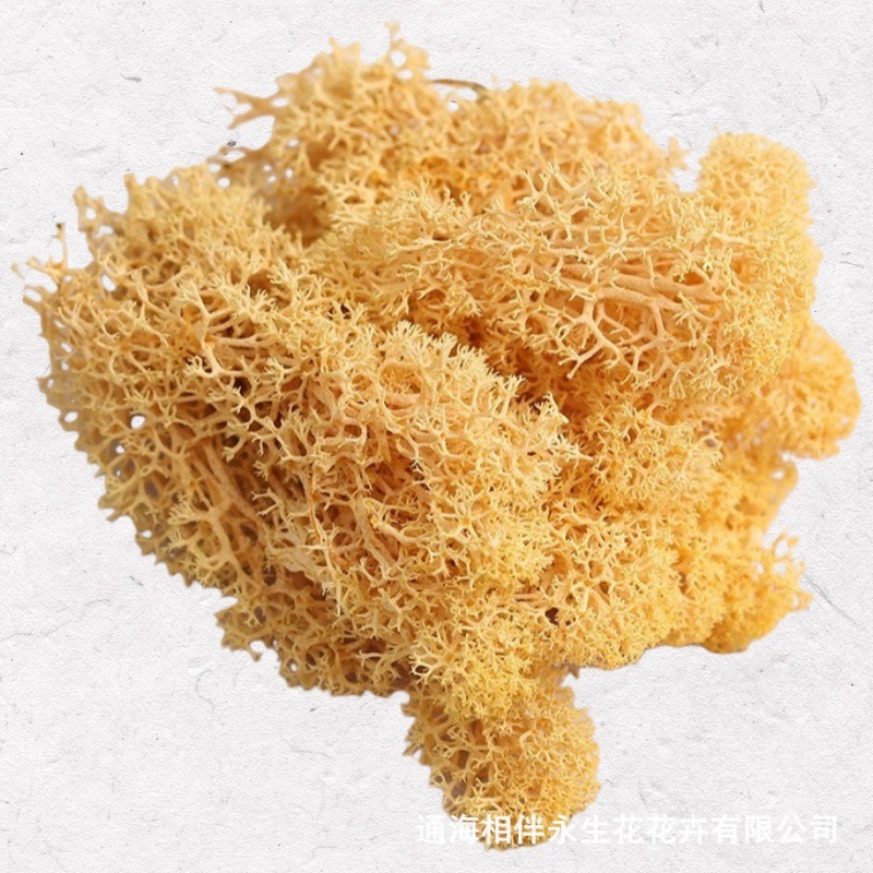 Champagne·Eternal Moss