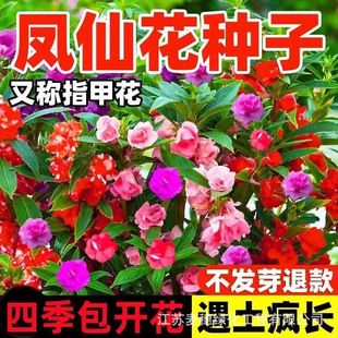 �ذ��P�ɻ��N���ļ����N�_���̨����ָ�׻��N����ͥԺ�҃��⻨��