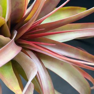 Rou Ting rothii, Rare Variety Large Empty Phoenix Ornamental Green Plant Home Green Plant Jiangsu Base Wholesale Soilless