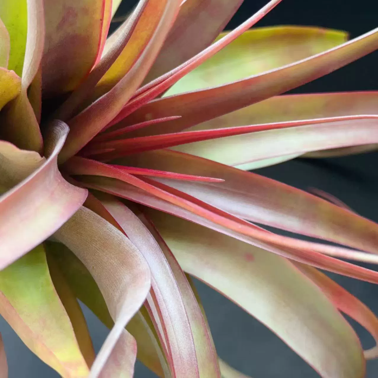 Ruting rothii, редкий сорт большой пустой феникс декоративная зеленая посадка дома зеленая посадка на базе Цзянсу оптовая продажа без почвы