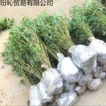 竹子苗毛竹楠竹绿化竹四季青竹苗竹种苗大型