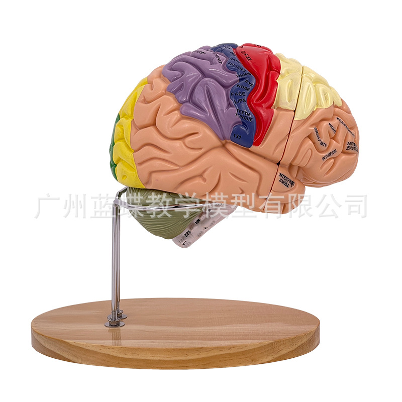 ��ģ���Թ�������ɫ��ģ�� ������Խ���ģ�� ���Զ�����������