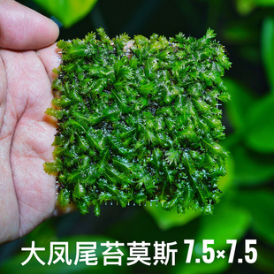 Fish Tank, Aquarium, Shrimp Tank, Planted Volcanic Stone, Beautiful Phoenix Moss, Landscaping, Phoenix Tail Moss, Weeping Triangle Moss