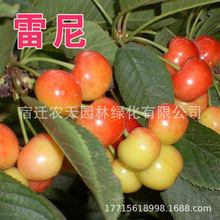 美国雷尼樱桃品种 美早 果实大 早熟丰产  嫁接矮化大樱桃树苗