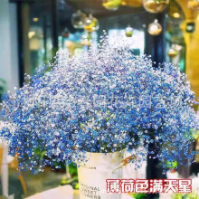 易爆盆满天星种子切花种子四季种易活室内外开花盆栽花卉植物花籽