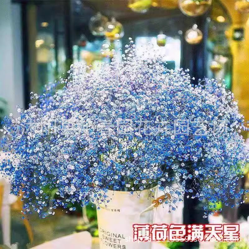 易爆盆满天星种子切花种子四季种易活室内外开花盆栽花卉植物花籽