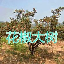 �����绨��������t���໨������h�ʮ���Y���Ϸ������Nֲ