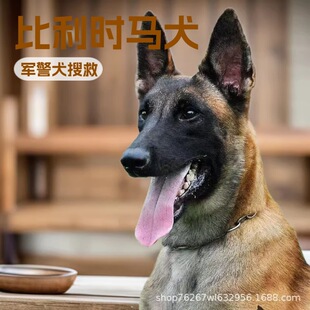 ���N�����r�RȮ�o�lȮ����Ȯ��Ȯ���w���RȮ܊��Ȯ�Ѿ�Ȯ���ﹷ��