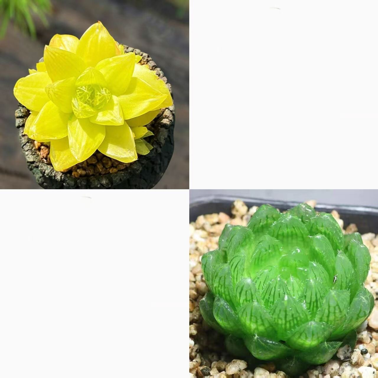 Nuevo producto Baizi Yulu combinación de plantas suculentas en maceta novatos buena carne de oficina balcón flores de la luz image 10