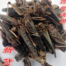 热卖干蚂蚱蝗虫草蜢蚱蜢500g鸟食另有蛐蛐五谷虫蝼蛄蟋蟀蟑螂